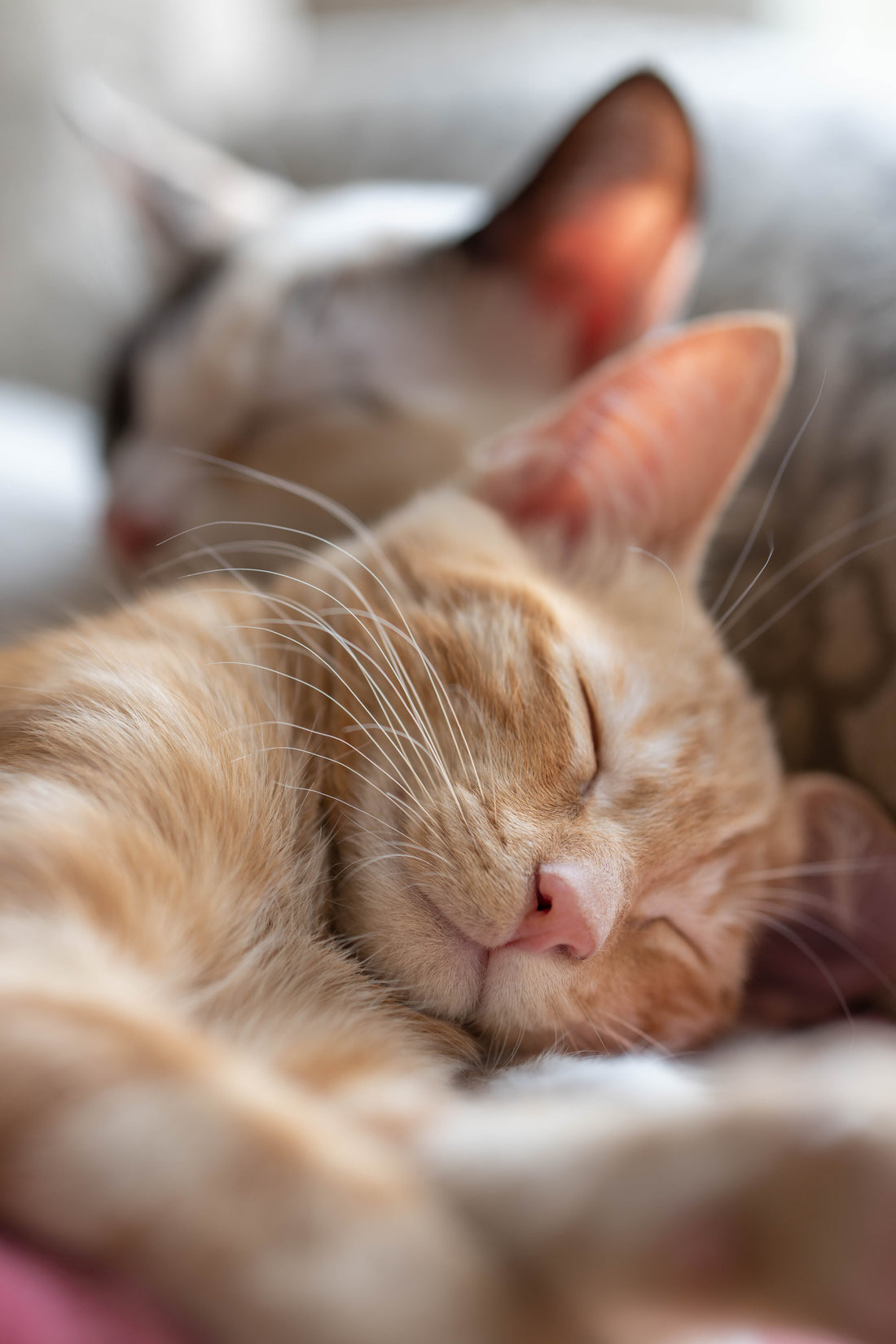 The Truth About Cat Litter Box Odor (And Why It’s Not Just “A Cat Problem”)
