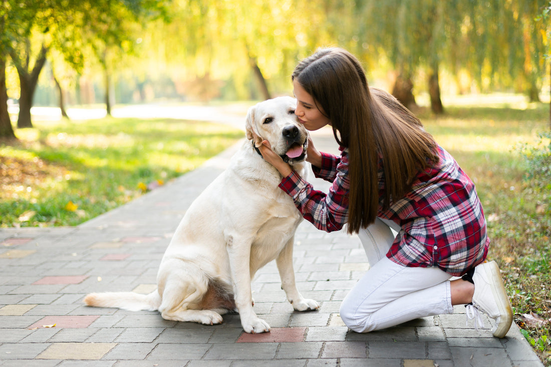 How To Get Your Dog To Stop Peeing Inside (A Complete Guide by Dentipaw)