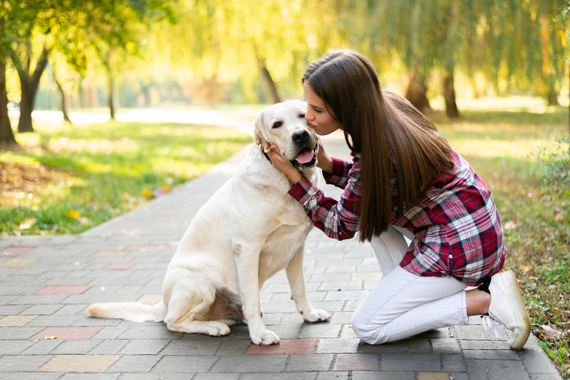 How To Get Your Dog To Stop Peeing Inside (A Complete Guide by Dentipaw)